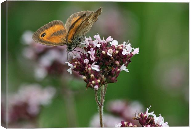 Gatekeeper butterfly 3 Canvas Print by Ruth Hallam