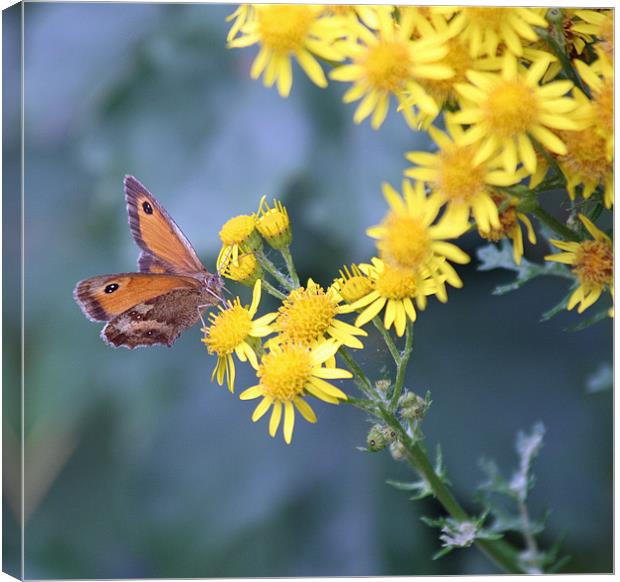 Gatekeeper butterfly 6 Canvas Print by Ruth Hallam