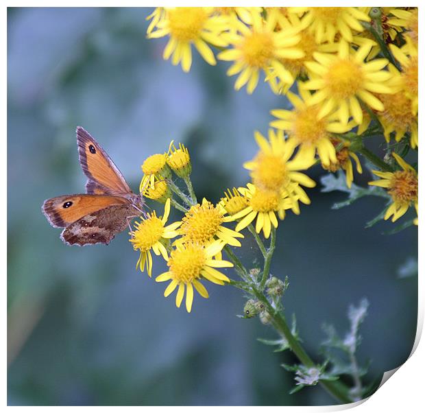 Gatekeeper butterfly 6 Print by Ruth Hallam