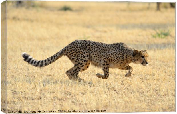 Cheetah springs into action Canvas Print by Angus McComiskey
