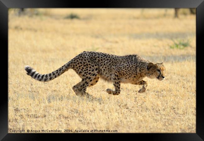 Cheetah springs into action Framed Print by Angus McComiskey