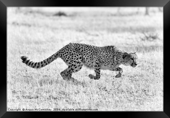Cheetah springs into action mono Framed Print by Angus McComiskey
