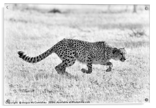 Cheetah springs into action mono Acrylic by Angus McComiskey