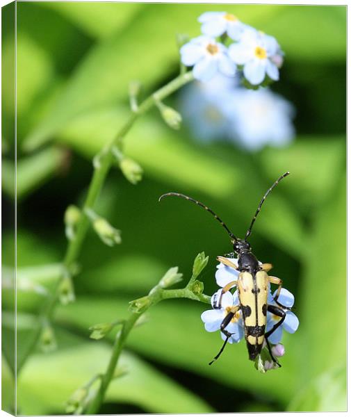 Spotted Longhorn Beetle Canvas Print by Ruth Hallam