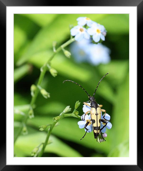 Spotted Longhorn Beetle Framed Mounted Print by Ruth Hallam