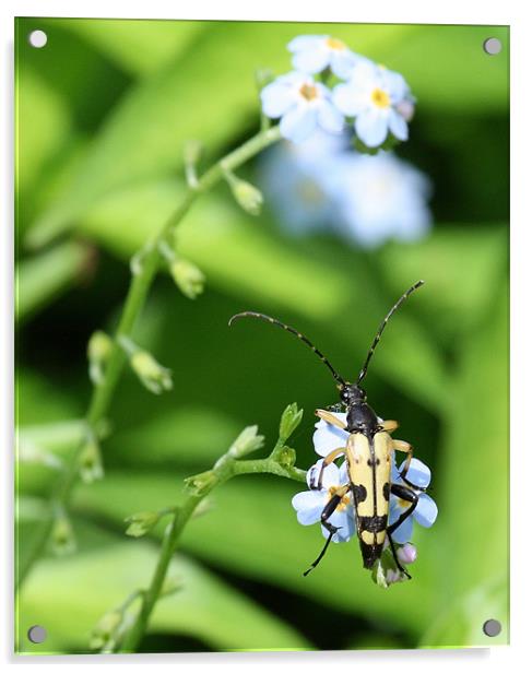 Spotted Longhorn Beetle Acrylic by Ruth Hallam