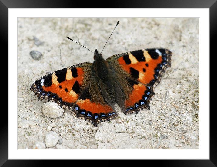 Tortoiseshell butterfly Framed Mounted Print by Ruth Hallam