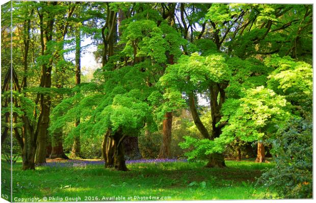 Bluebells in the Wood Canvas Print by Philip Gough