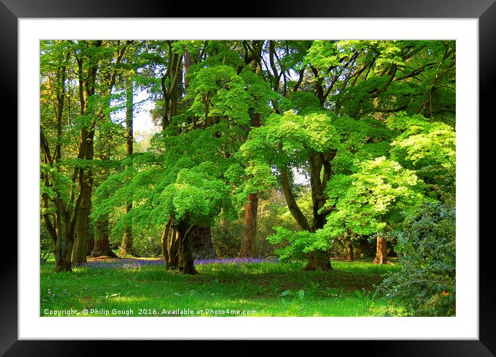 Bluebells in the Wood Framed Mounted Print by Philip Gough