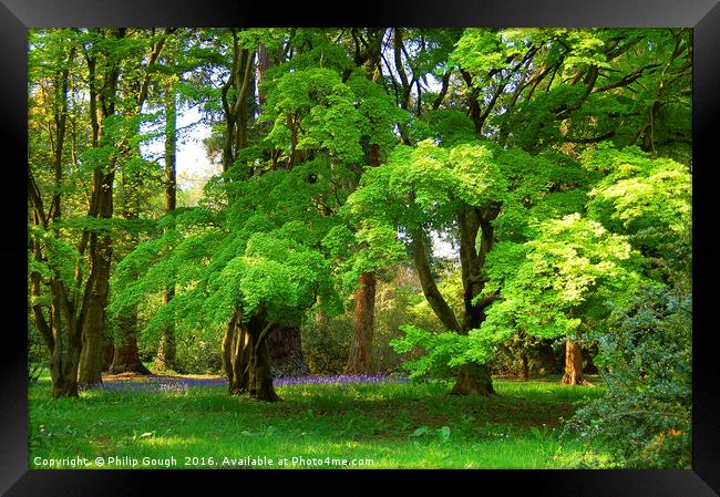 Bluebells in the Wood Framed Print by Philip Gough