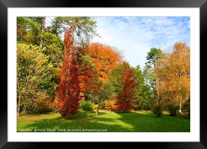 Beautiful Trees Framed Mounted Print by Philip Gough