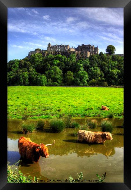 Keeping cool at the Castle Framed Print by Tom Gomez