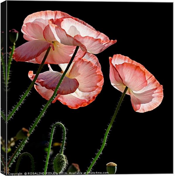 "MORNING DEW ON THE POPPIES 2" Canvas Print by ROS RIDLEY