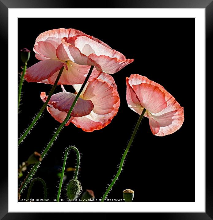 "MORNING DEW ON THE POPPIES 2" Framed Mounted Print by ROS RIDLEY