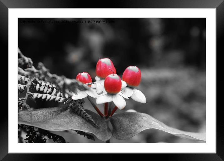 Red autumn berries Framed Mounted Print by Derrick Fox Lomax