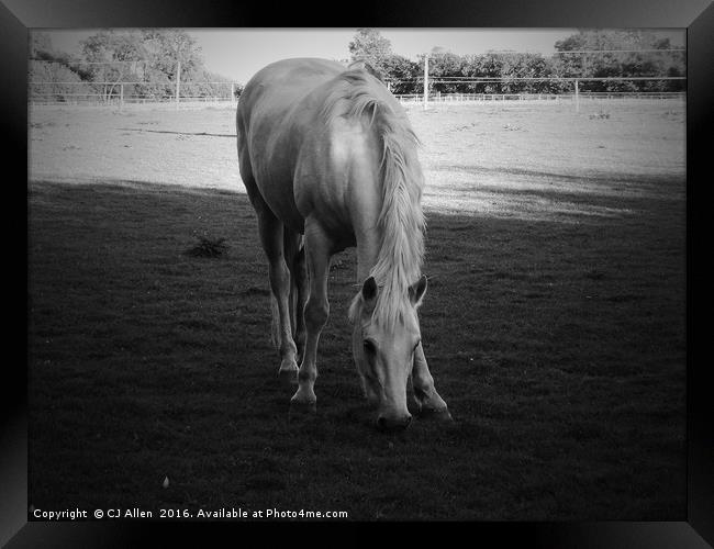 Grazing Horse.                                Framed Print by CJ Allen