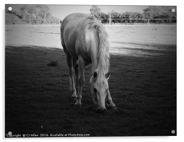 Grazing Horse.                                Acrylic by CJ Allen