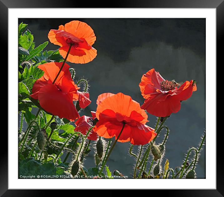 "BACK LIT RED  POPPIES " Framed Mounted Print by ROS RIDLEY