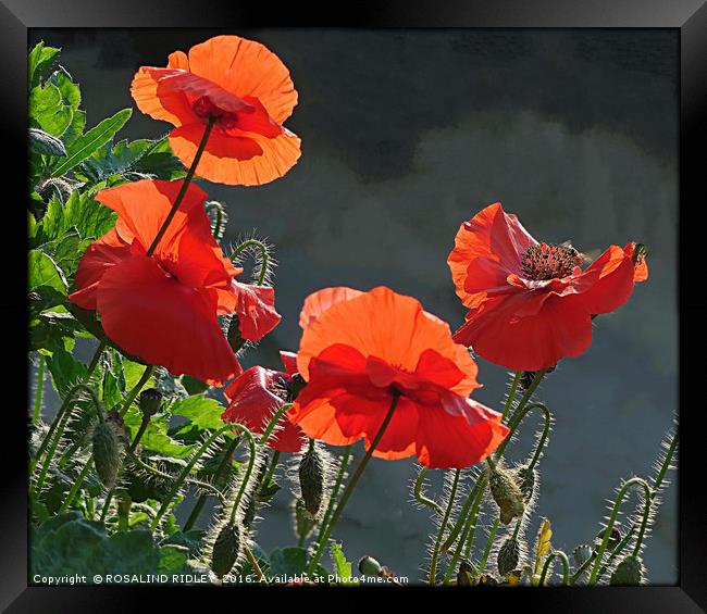"BACK LIT RED  POPPIES " Framed Print by ROS RIDLEY