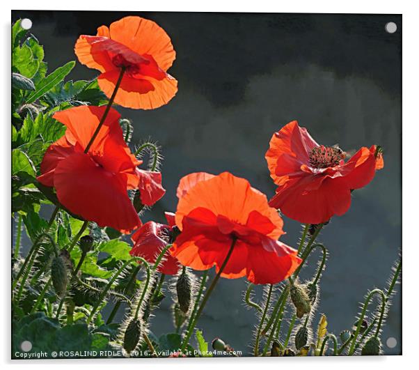 "BACK LIT RED  POPPIES " Acrylic by ROS RIDLEY