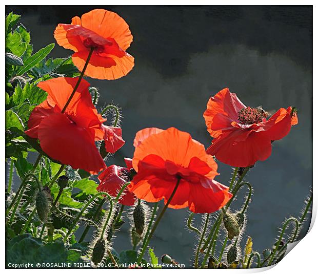 "BACK LIT RED  POPPIES " Print by ROS RIDLEY