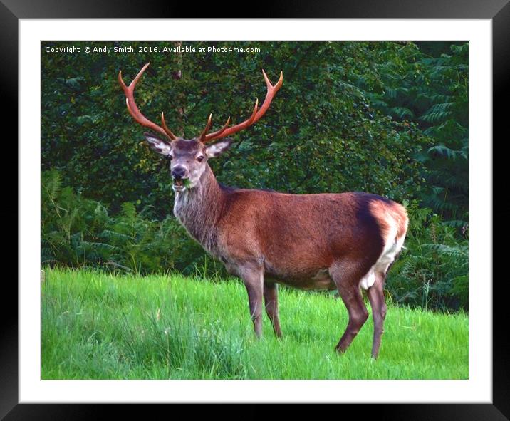 Red Stag           Framed Mounted Print by Andy Smith