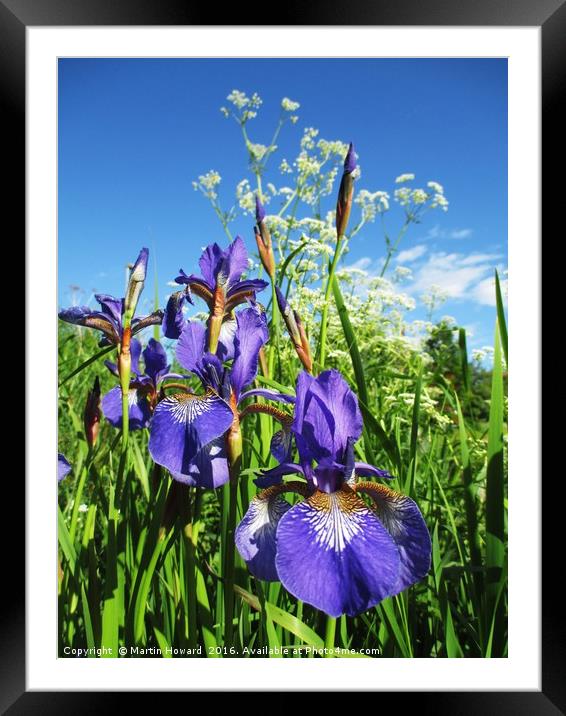 Summer Irises Framed Mounted Print by Martin Howard