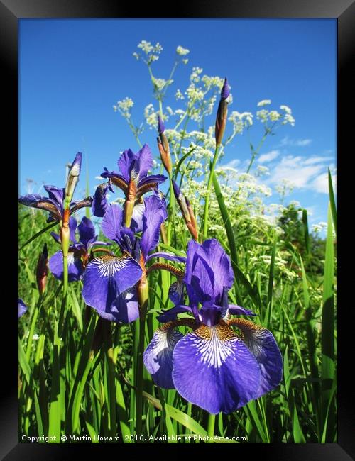 Summer Irises Framed Print by Martin Howard