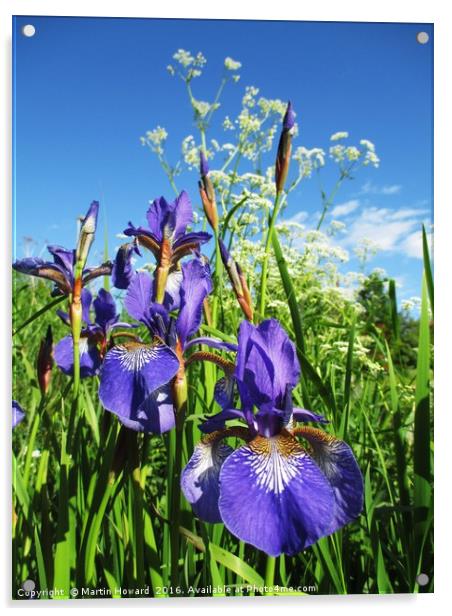 Summer Irises Acrylic by Martin Howard