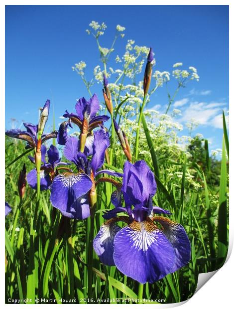 Summer Irises Print by Martin Howard