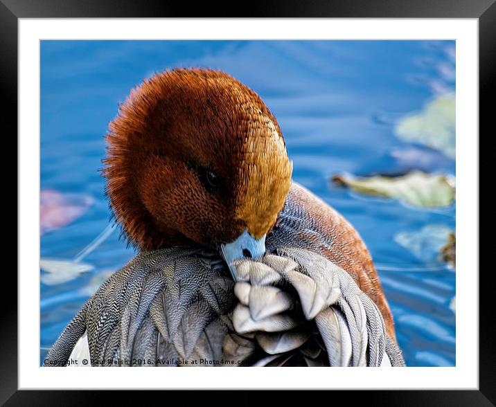 Shy Wigeon Framed Mounted Print by Paul Welsh