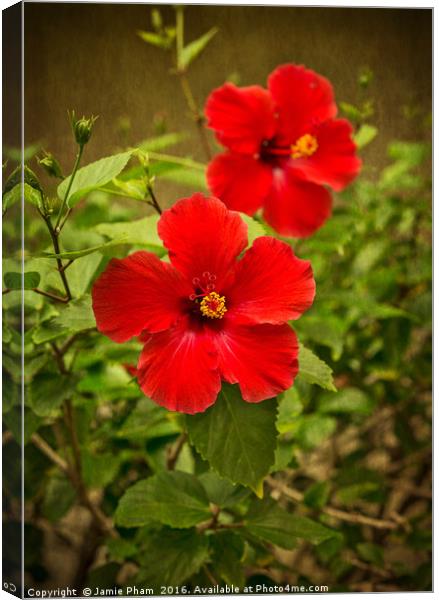 Beautiful hibiscus flowers in bloom on the island  Canvas Print by Jamie Pham