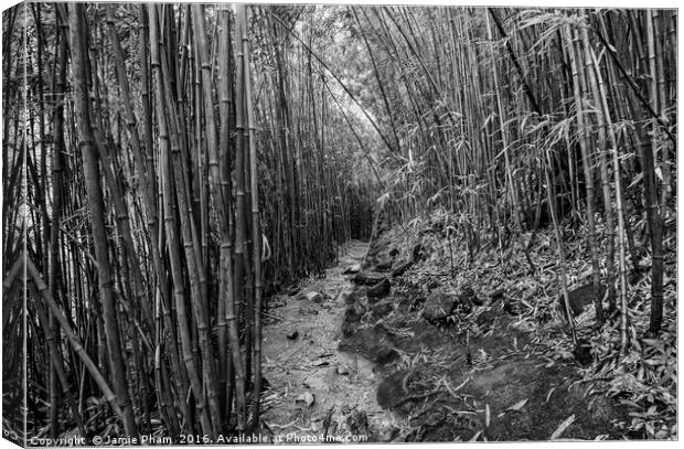 The magical bamboo forest of Maui Canvas Print by Jamie Pham