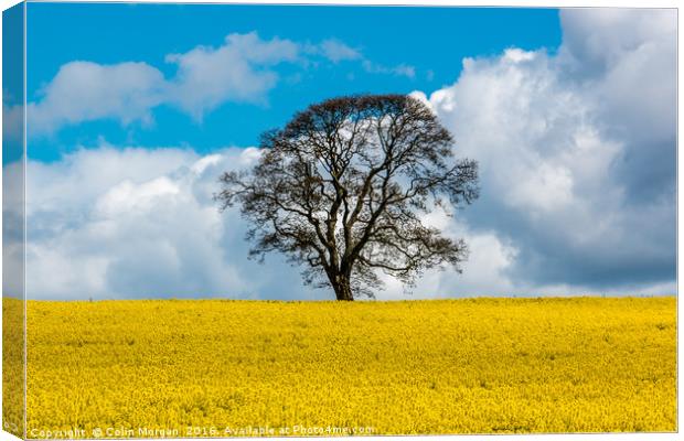 On Golden Field Canvas Print by Colin Morgan