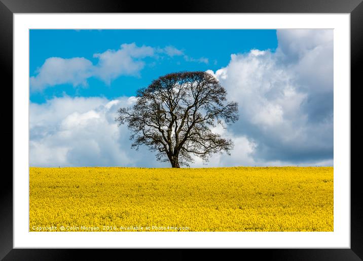 On Golden Field Framed Mounted Print by Colin Morgan