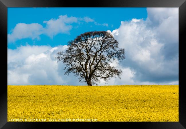 On Golden Field Framed Print by Colin Morgan