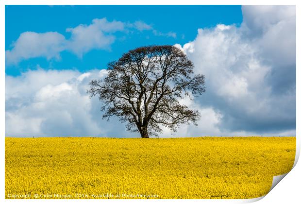 On Golden Field Print by Colin Morgan