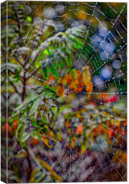 Autumnal Cobweb. Canvas Print by Angela Aird