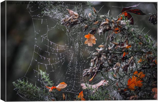 Dew on a cobweb Canvas Print by Angela Aird