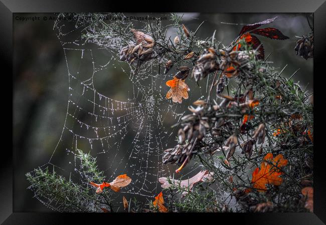 Dew on a cobweb Framed Print by Angela Aird