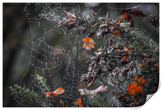 Dew on a cobweb Print by Angela Aird