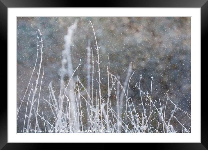 Winter Grass Framed Mounted Print by Jackie Davies