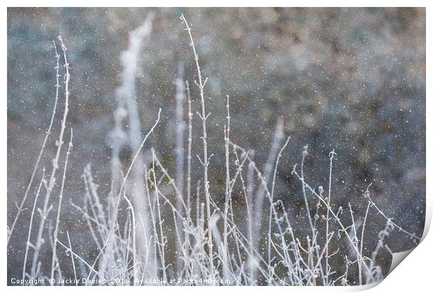 Winter Grass Print by Jackie Davies