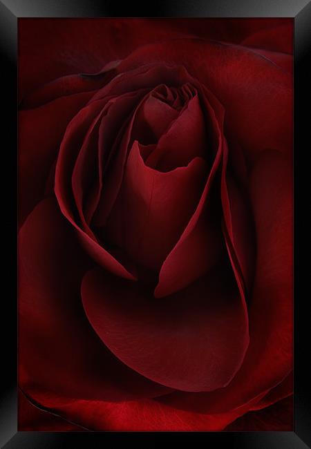 Sad Rose Framed Print by Ann Garrett
