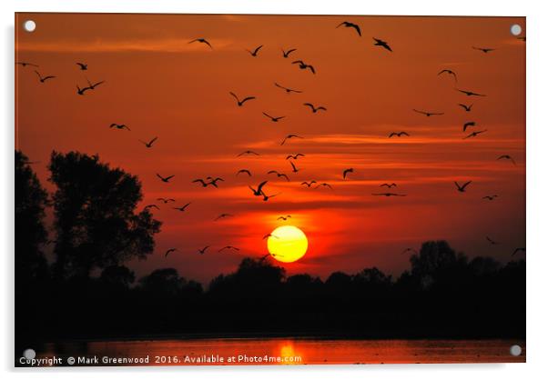 Sunset Flight at Wilstone Reservoir Acrylic by Mark Greenwood