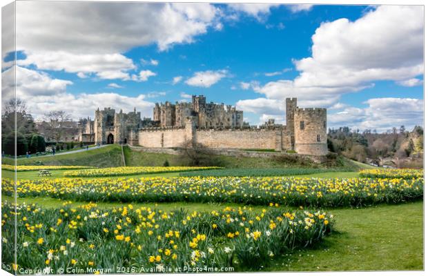 Alnwick Castle Daffodils Canvas Print by Colin Morgan