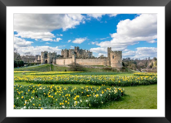 Alnwick Castle Daffodils Framed Mounted Print by Colin Morgan