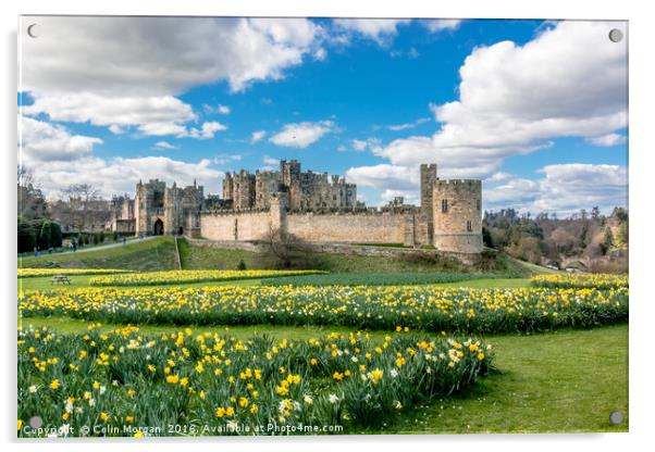 Alnwick Castle Daffodils Acrylic by Colin Morgan