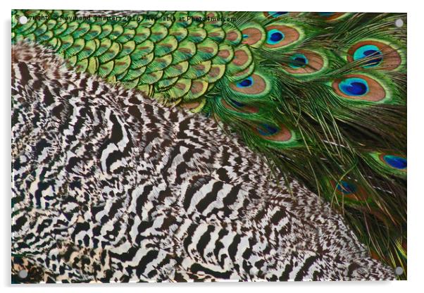 Peacock Acrylic by Raymond Charter