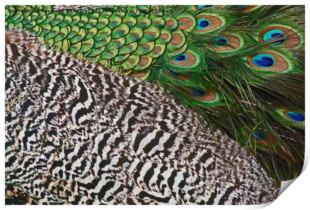 Peacock Print by Raymond Charter